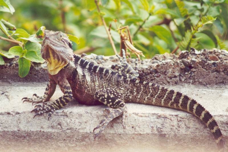 Bilder/Ferien/AUS00/Leguan2.jpg