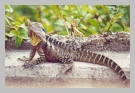 Leguan2.jpg