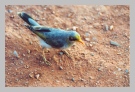 australien_vogel.jpg
