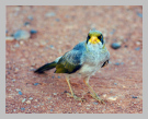 australien_vogel2_filtered.jpg