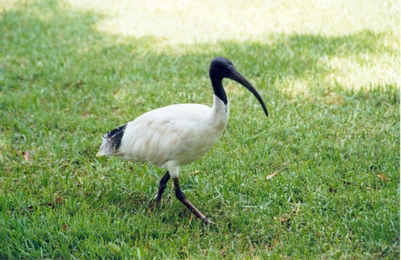 Bilder/Ferien/AUS00/Vogel.jpg