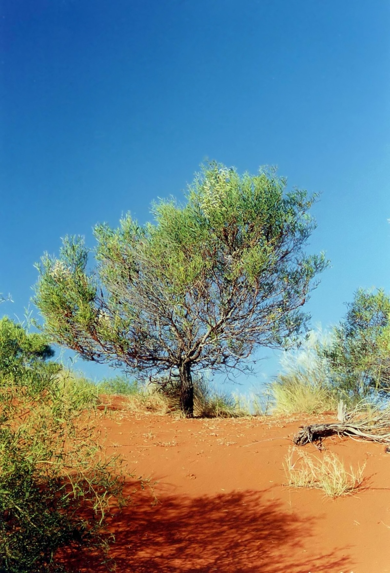 Bilder/Ferien/AUS00/australien_filteredb.jpg