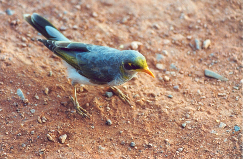 Bilder/Ferien/AUS00/australien_vogel.jpg