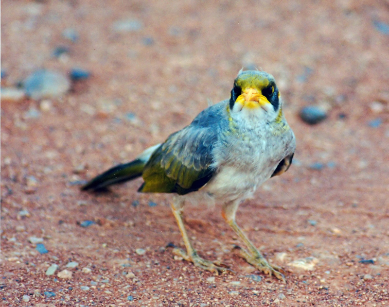 Bilder/Ferien/AUS00/australien_vogel2_filtered.jpg