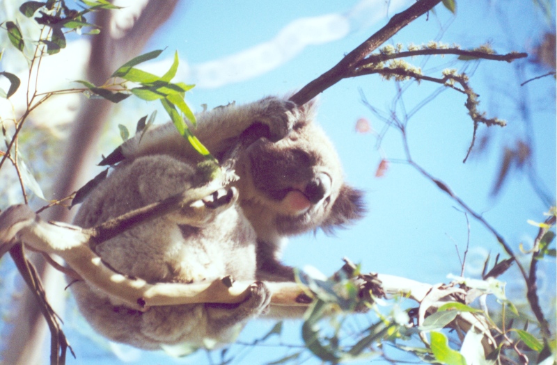 Bilder/Ferien/AUS00/kuala2.jpg
