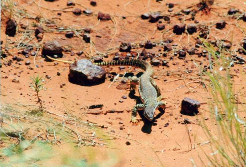 Bilder/Ferien/AUS00/leguan.jpg