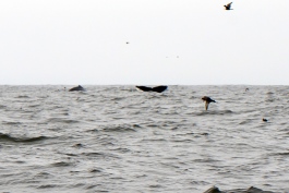 DSC_7055_b_kl.JPG